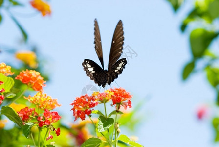漂亮的生物学蝴蝶在蓝天的花朵上飞翔和跳舞在蓝天的花朵上自由图片