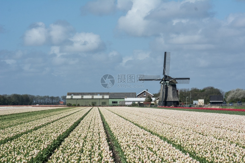 丰富多彩的旧风车有郁金香作为前景农业欧洲图片