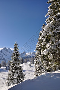 冬季雪景风光图片