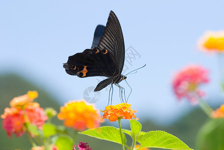 大黑燕尾蝴蝶在蓝天下飞翔以鲜花为食鳞翅目夏天橙图片