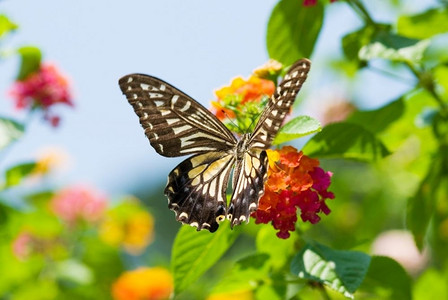 丰富多彩的在蓝天下飞翔和进食的有色燕尾蝴蝶运动天空图片