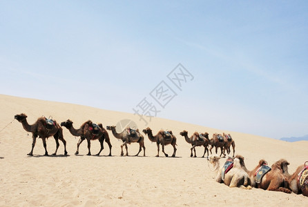 骆驼在沙漠中游猎的景象极端自然单峰骆驼图片