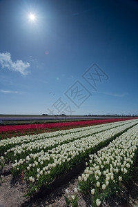 场地蓝色天空的郁金香字段季节场景图片