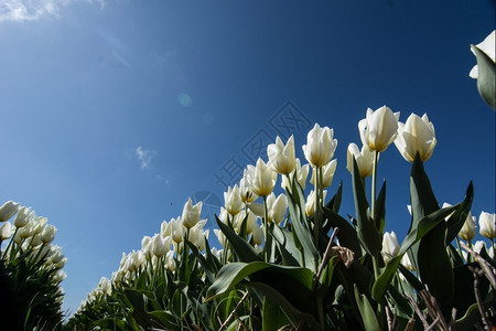 蓝色天空的郁金香字段夏天草地场景图片