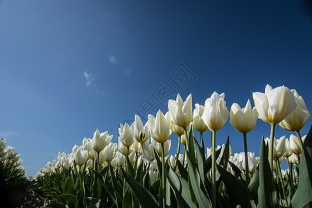 农场植物群春天蓝色空的郁金香字段图片