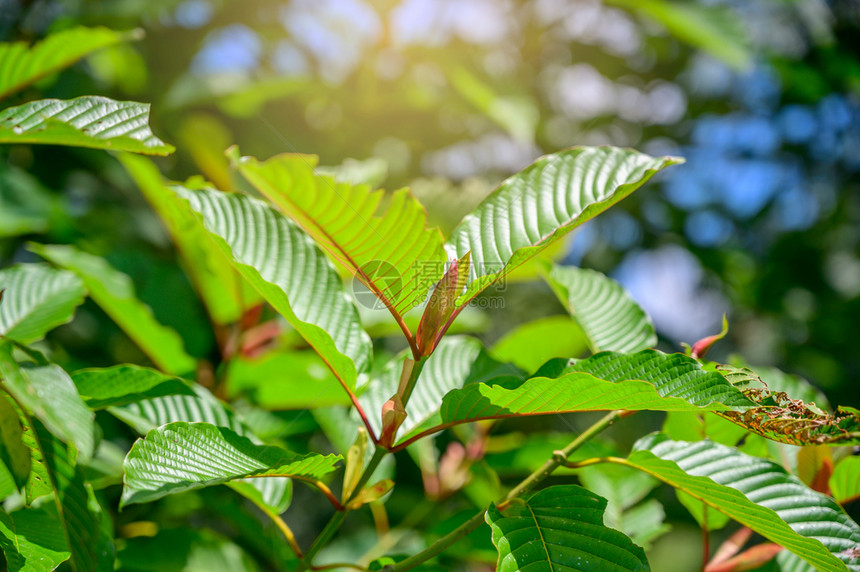 健康KratomMitragynaspeciosagreen是一种药物化学有机的图片