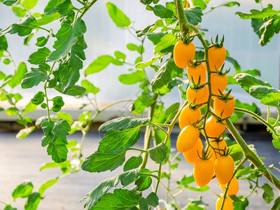 栽培的叶子浆果在温室花园的植物上准备收割的一串新鲜黄熟樱桃西红柿图片