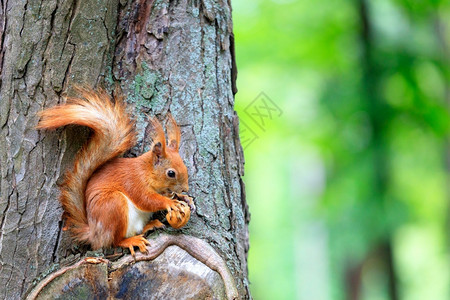 欧洲红松鼠欧亚有趣的野生动物橙色松鼠坐在树上快乐地咬一个坚果复制空间的橙色松鼠坐在树上咬一个坚果背景