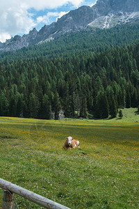 米苏丽娜风景森林在Misurina湖附近的牧场意大利多洛米人阿尔卑斯山大风光在Misurina湖附近背景