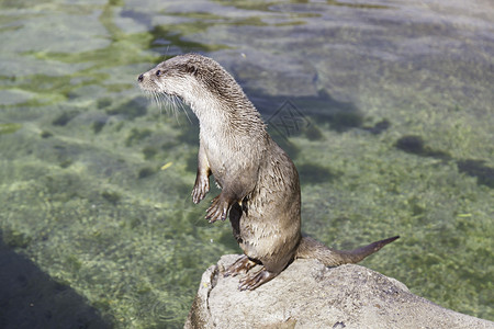 动物群缟玛瑙在城市动物园的池塘里关闭了一只野生动物发现他们肉食动物图片