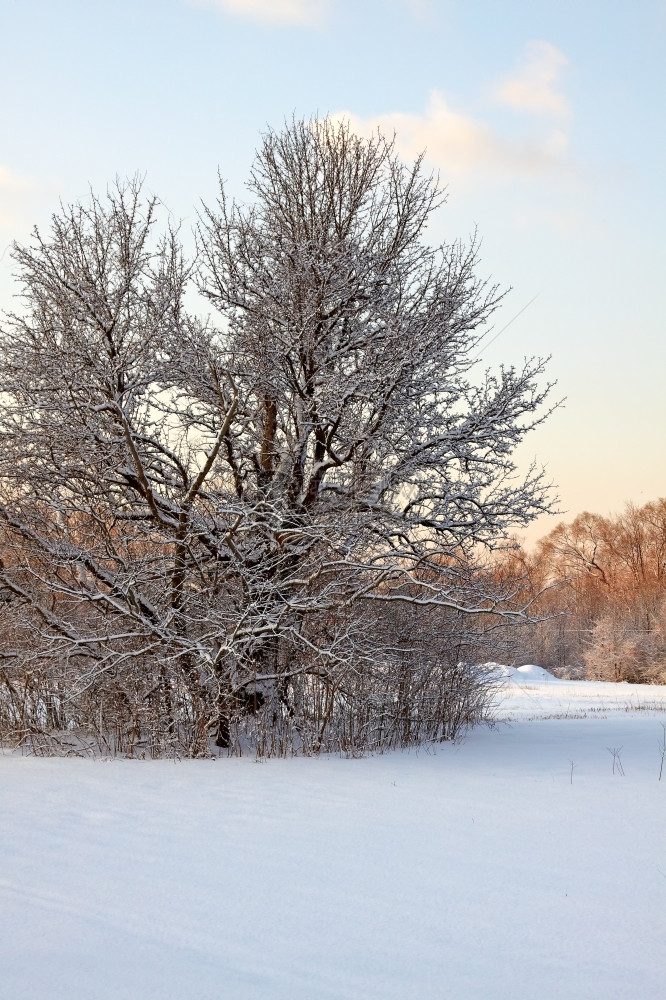 冰环境冬天清晨的阳光下雪覆盖公园图片