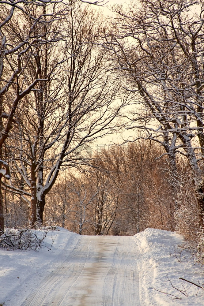 冷冻发光的户外清晨阳光下雪覆盖公园图片