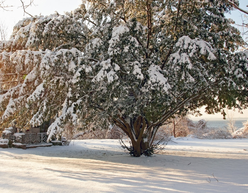 颜色乡村的降雪清晨阳光下覆盖公园图片