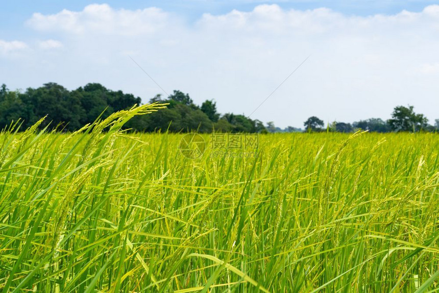 户外蓝色天空背景的绿稻田黄的皮埃蒙特图片