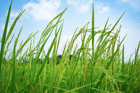 户外蓝色的乡村天空背景绿稻田图片