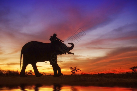 大象与样式风景大象站在稻田里与麻胡木和大象站在一起粗糙的日落背景