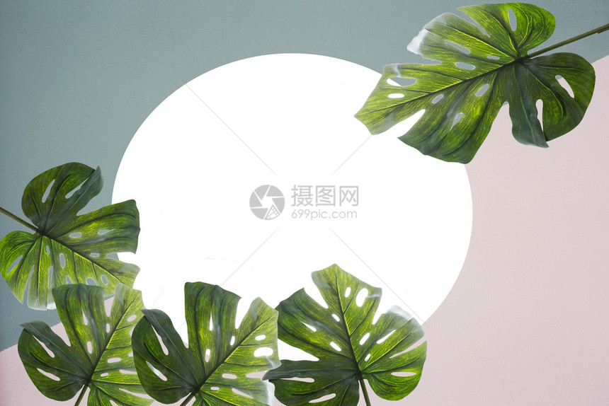 叶子白色背景上五颜六的热带树叶组成创意布局带有复制空间的最小夏季异国情调概念文本的边框排列空间多于有创造力的图片