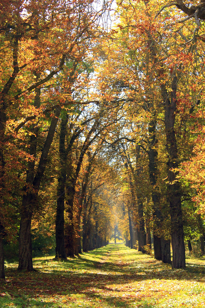 秋天公园两旁的树木图片