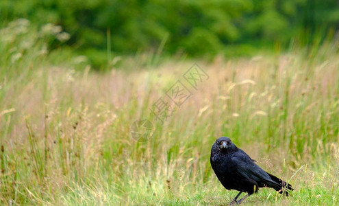 动物学英国在联合王莱姆公园的一片田野中被射杀的普通乌鸦CorvusCoraxgenusCorvus又称北乌鸦全黑过路鸟背景图片