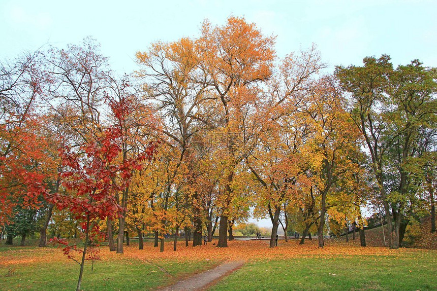 秋季公园里的树木图片