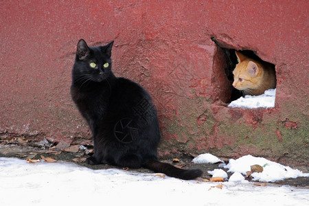 雪玉洞肉食动物群两只流浪猫金洁从老房子地下室偷窥洞里坐在一只大黑猫旁边的一头背景