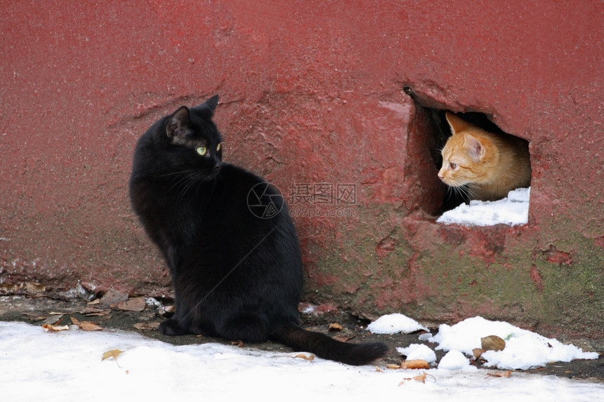 小猫两只流浪金洁从老房子地下室偷窥洞里坐在一只大黑猫旁边的一头毛皮混血儿图片