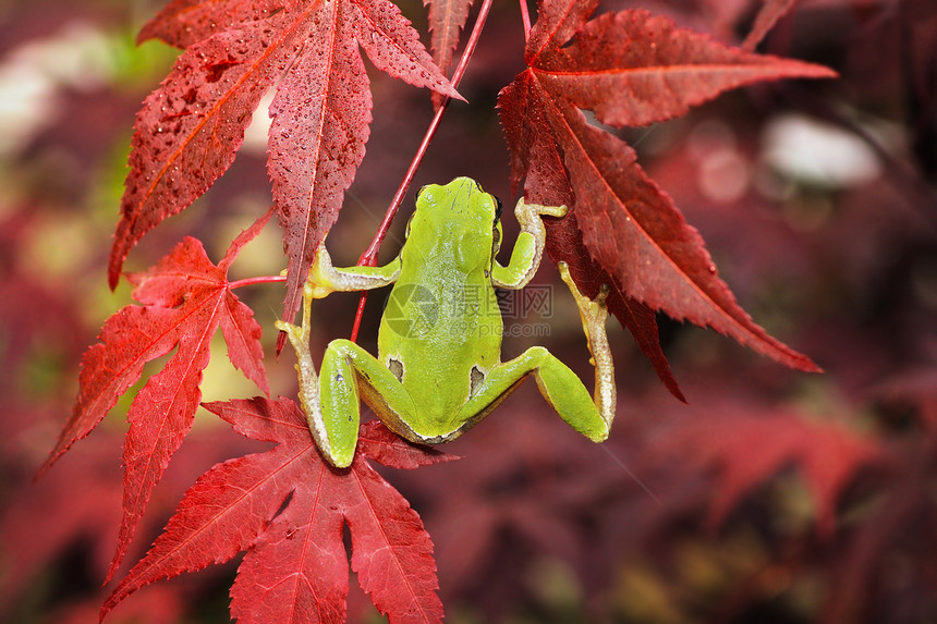 丰富多彩的在一个植物园林中在日本山坡上攀爬绿树青蛙Hylaarborea枫动物群图片