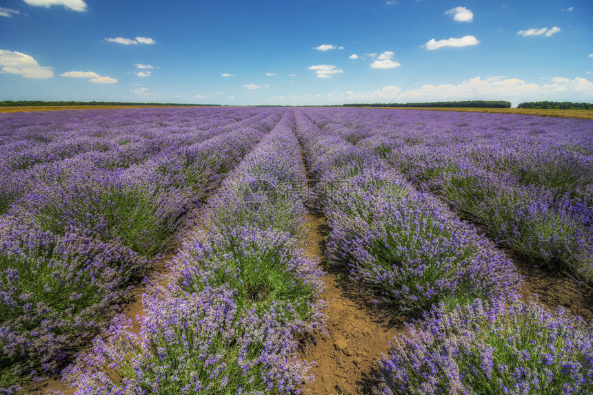 欧洲在无尽的行中放着香味田地的紫色花朵乡村农业图片