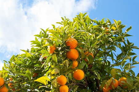 蔬菜多汁的分支西班牙太阳海岸著名度假胜地马拉加一棵橙树的照片图片