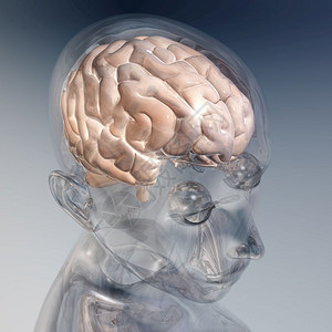 医疗的生物脸人脑数字化可视图片