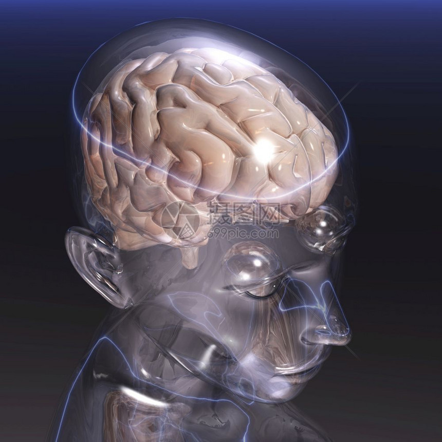 细节透明人脑的数字化可视人类图片