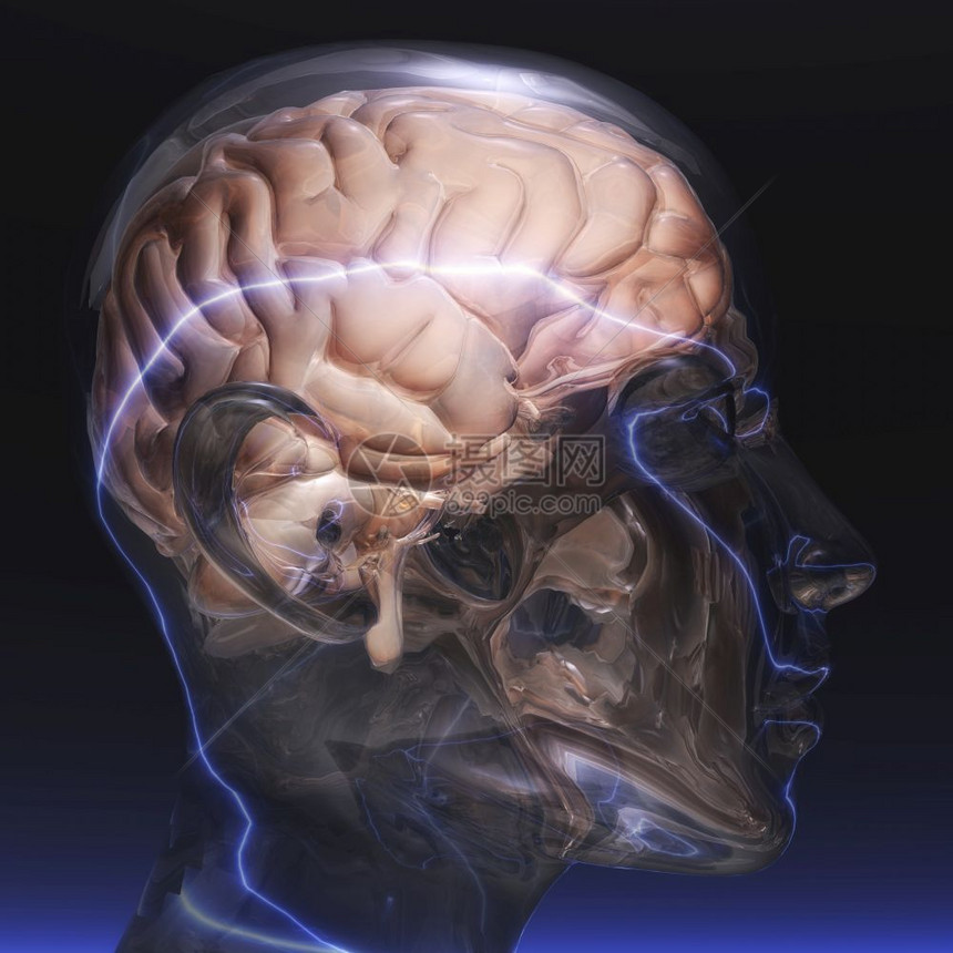 人类结构体神经脑的数字化可视图片