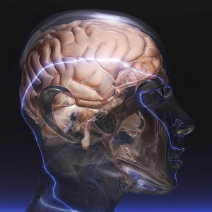 赫恩湾人类结构体神经脑的数字化可视设计图片