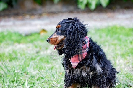 一种小狗可卡外边穿着领带的黑鸡尾巴戴着粉红色的骨头高清图片