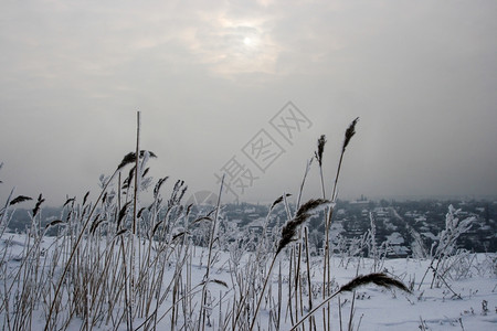梦幻般的雪和阴云天空中冬季田地暴风雪天气图片