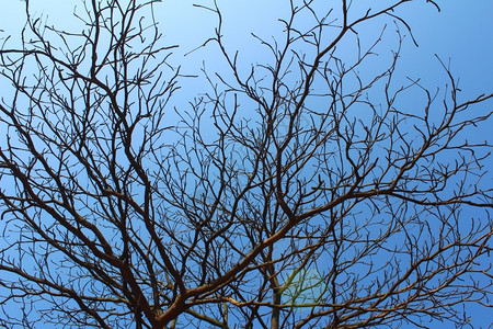 生活植物环境干枯的树枝和天空图片