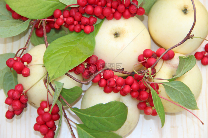 集群白色的栽培仍然有一群成熟的沙赞德拉和白苹果收成着红沙桑德拉瓷植物水果成熟韩国的施珊德拉豆类苹果以及白生还着石赞德拉和苹果成熟图片