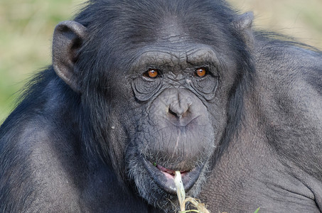 眼睛孤独的黑猩在阳光下吃草森林猿图片