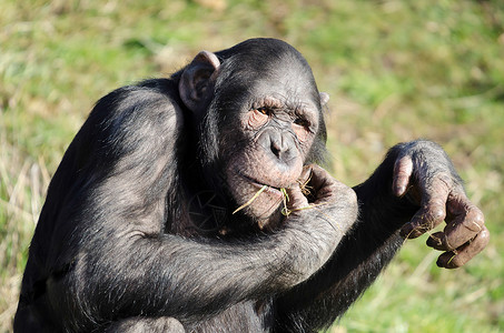 穴居人俘虏孤独的黑猩在阳光下吃草智力图片