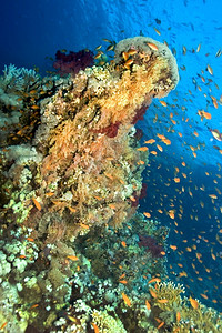 珊瑚礁水下景观软珊瑚和硬礁红海埃及非洲热带美丽的柔软图片