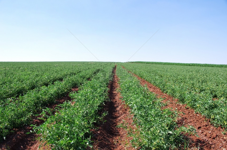 地平线葡萄牙Alentejo地区西红柿大排新鲜蔬菜图片