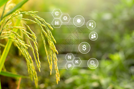 污染栽培稻米种植园和技术图标说明种植的增长和收获利得关于种植报告图片