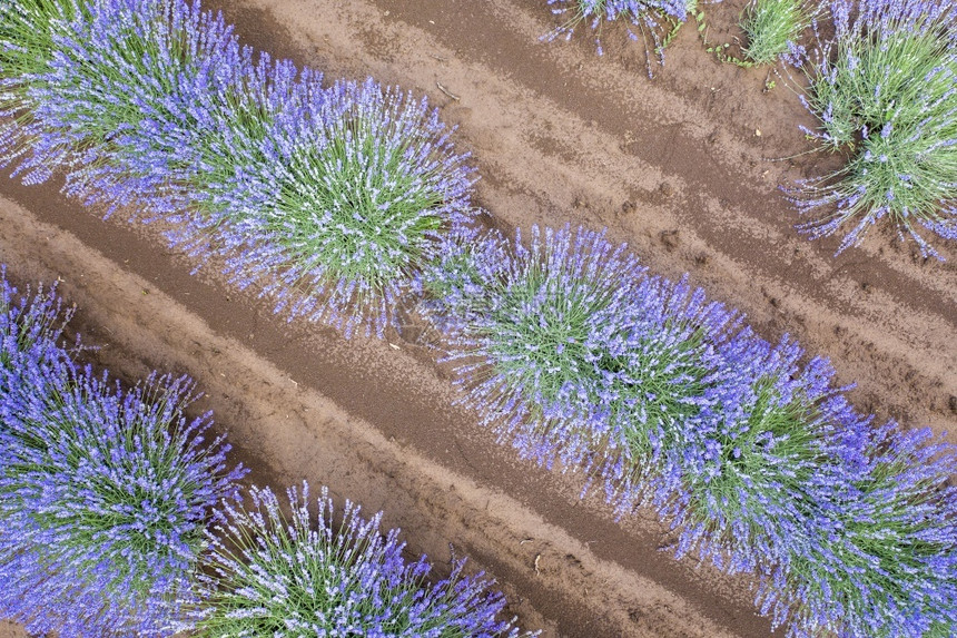 天从无人驾驶飞机向开阔的紫花草群飞过惊人的空中景象花农业图片