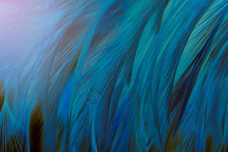 青色羽毛黑暗的画奢华美丽深绿色蓝青羽毛图案布局背景背景
