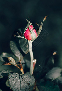 在黑暗中的玫瑰芽关闭了垂直照片自然花园红色的图片