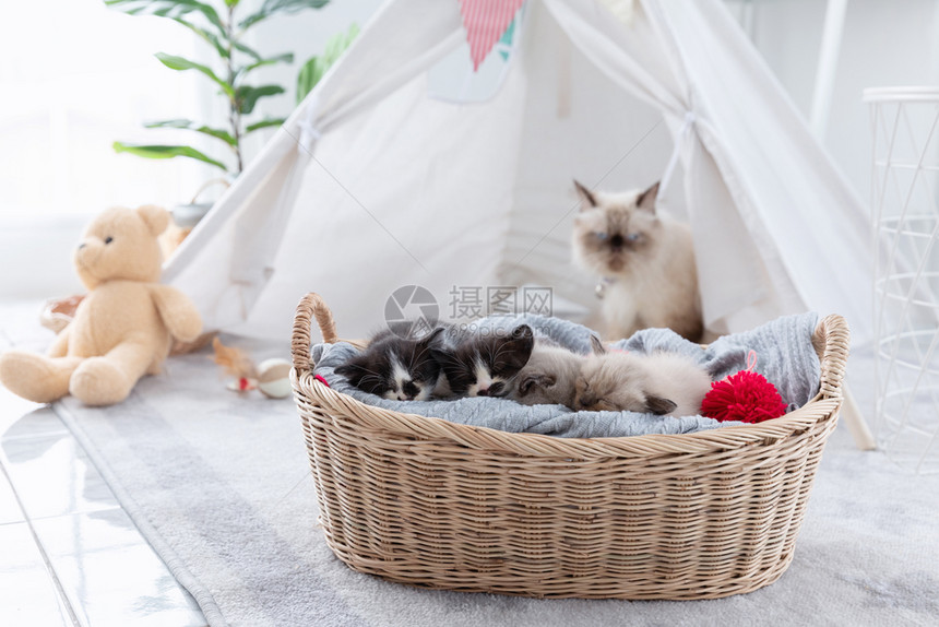 睡在木篮子里的一群小猫咪图片