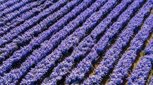 季节花的鸟瞰玛格丽特花田上方玛格丽特或花行球田鸟瞰美丽图案泰国香味图片