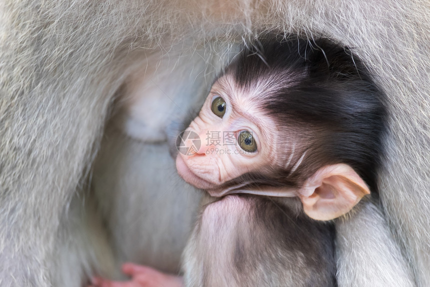 妈生物印度尼西亚巴厘岛动物为人父母的理念校对PortnoyIdhing印度尼西亚巴厘岛自然图片