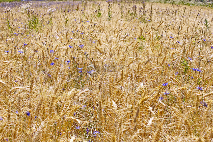 行业草黄小麦田在7月收获前有鲜花蓝玉米冷静的图片
