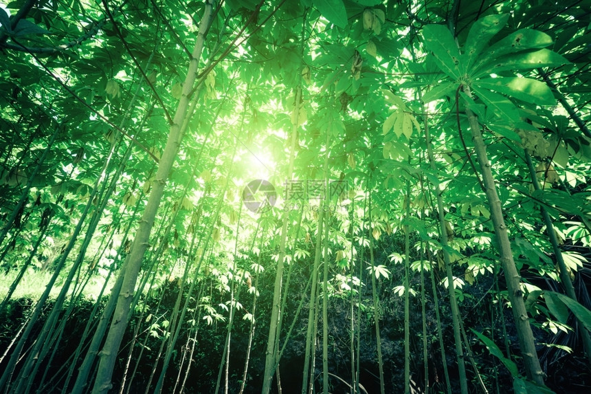 阳光照耀着丛林植物茂密被的光芒日落在幻想中的热带森林风景公园作品图片